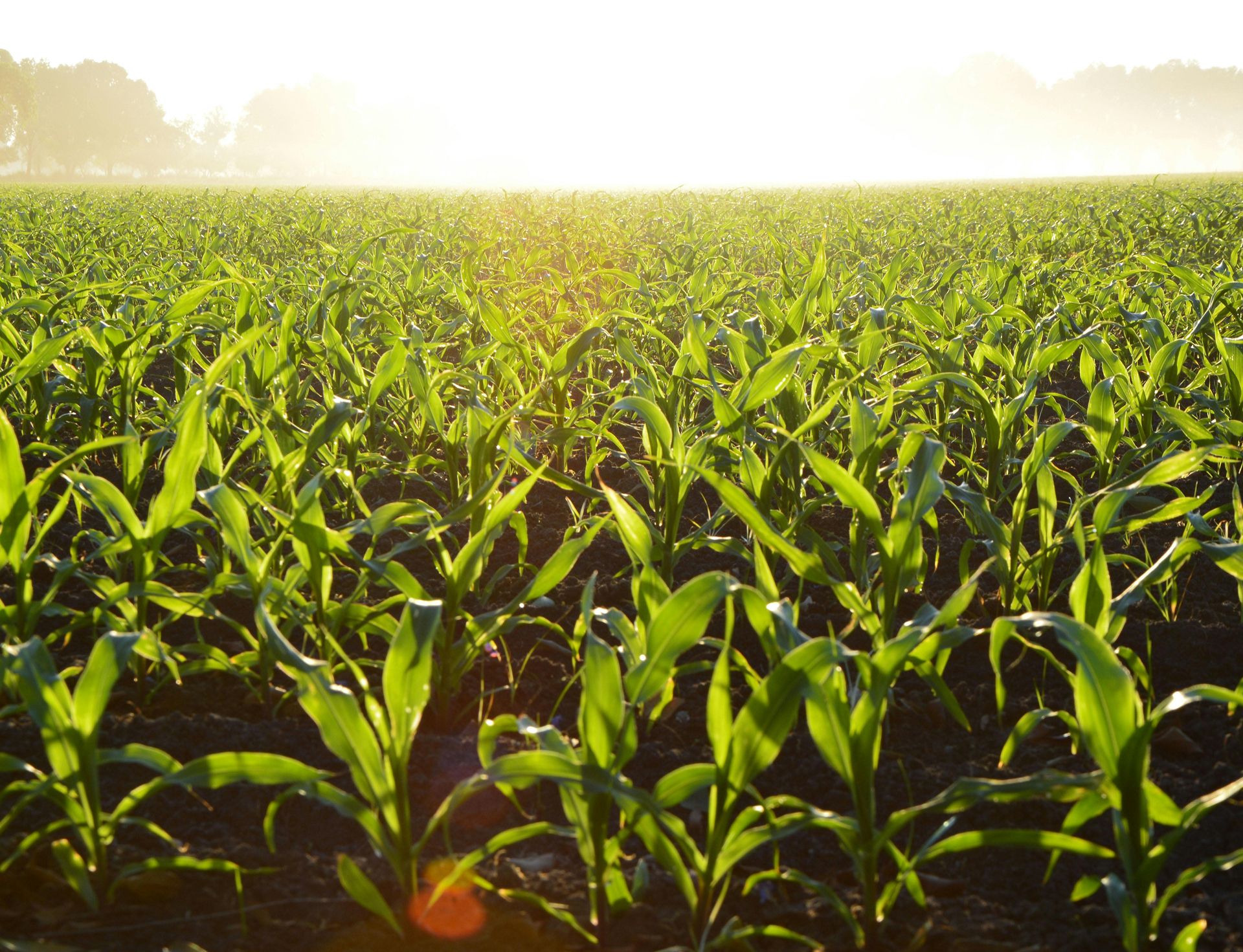 Ein Rapsfeld mit Morgentau